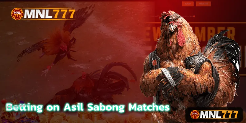 Betting on Asil Sabong Matches